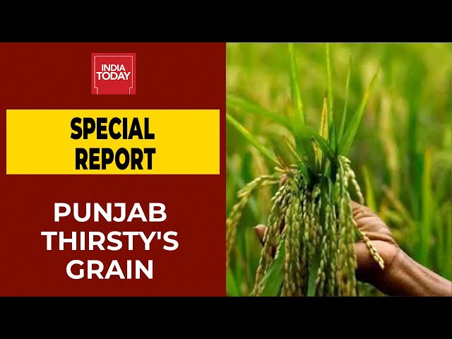 “The Khyber Pakhtunkhwa Government Has Started Purchasing Wheat from Punjab Farmers”: